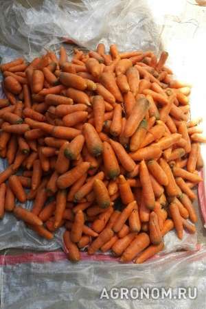 Морковь без посредников