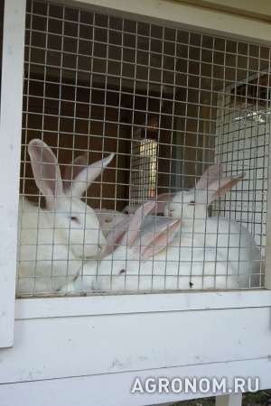 Продам кроликов на разведение