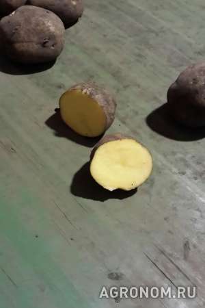 Картофель без посредников
