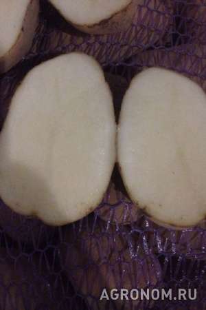 Картофель янка журавинка