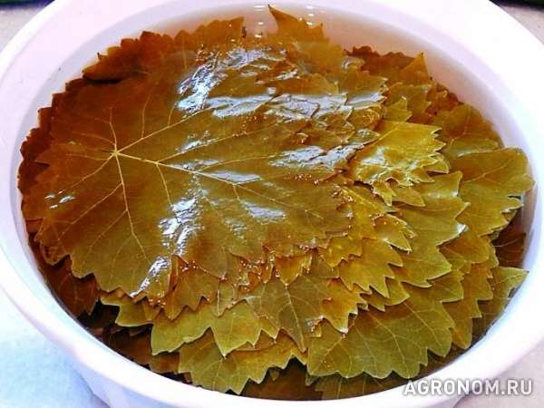 Виноградные листья маприноыванные