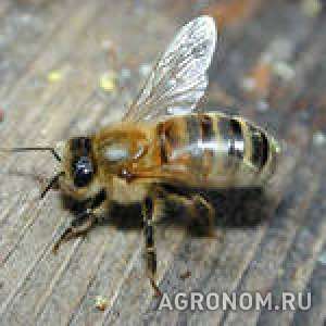 Пчелопакеты карпатка доставка по россии бесплатная
