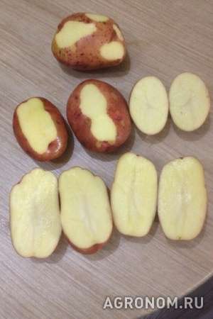 Продажа картофеля (5+) оптом от производителя
