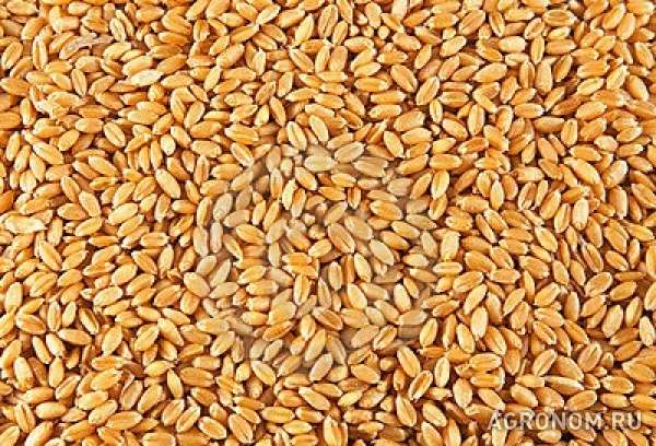 Пшеница, ячмень, кукуруза, горох, нут, чечевица fca/cpt/fob