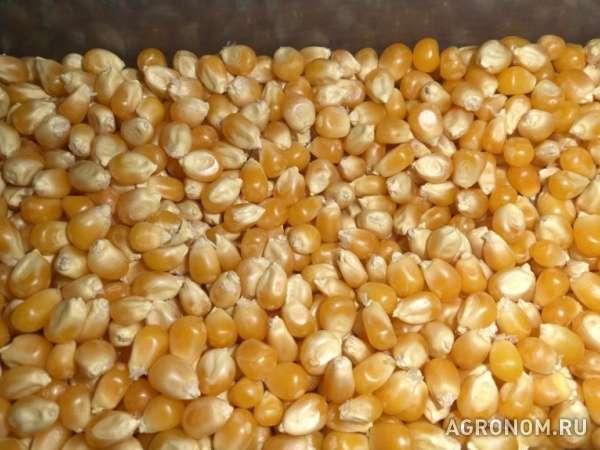 Пшеница, ячмень, кукуруза, горох, нут, чечевица fca/cpt/fob