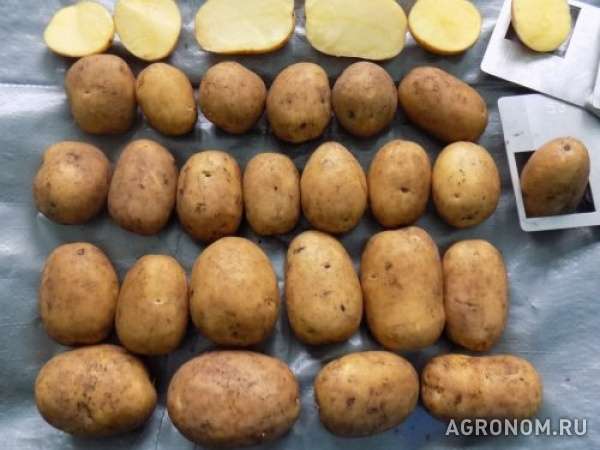 Картофель из беларуси напрямую от производителя, с. кроне