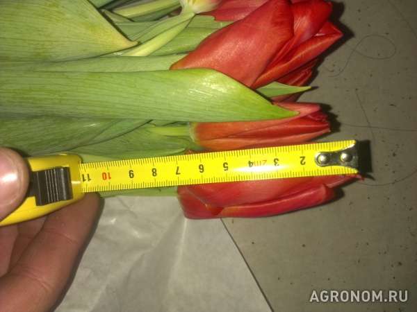 Тюльпаны в абакане оптом от производителя