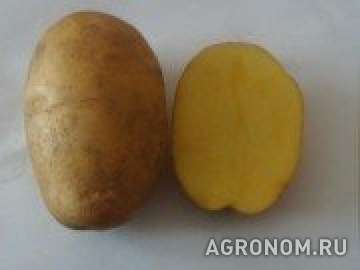Семенной картофель из беларуси