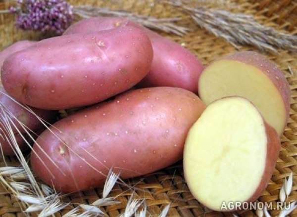 Семенной картофель из беларуси