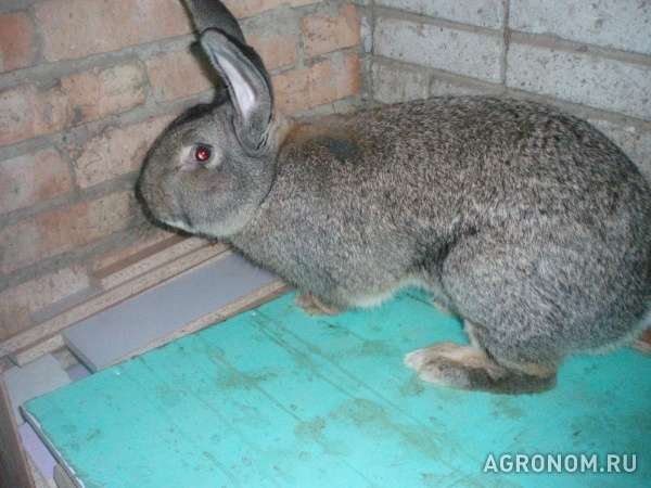 Продам кроликов крупной мясной породы фландр