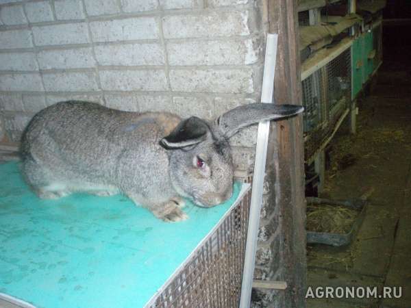 Продам кроликов крупной мясной породы фландр
