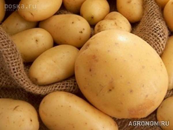 Семенной картофель латона оптом