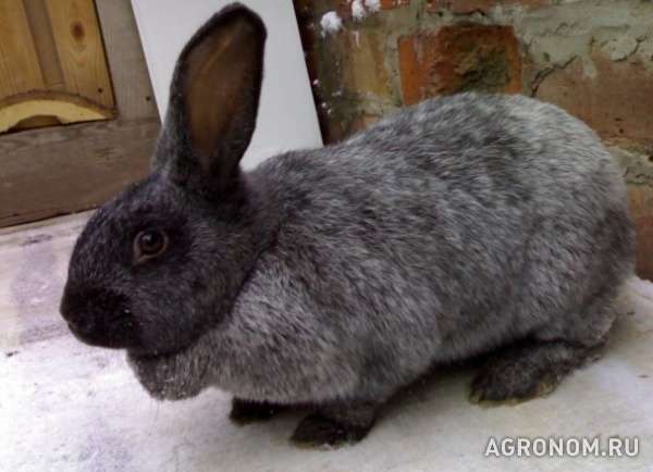 Сукрольная самка-кролик черное серебро