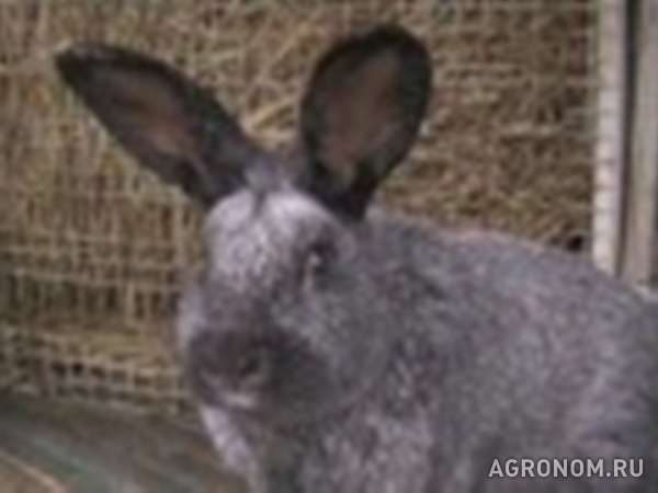 Сукрольная самка-кролик черное серебро