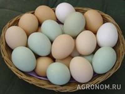 Инкубационное куриное яйцо