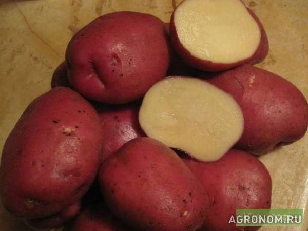 Картофель продовольственный свежий