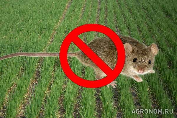 Родентициды - надежная защита от крыс и мышей