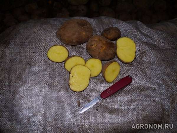 Продовольственный картофель, сорт: винета и др.