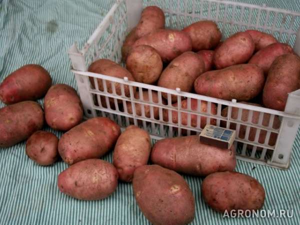 Продовольственный картофель, оптом, с доставкой, сорт: ред-скарлет