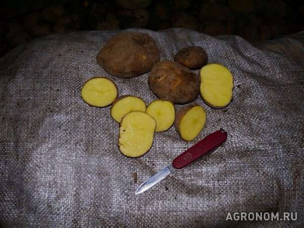 Продовольственный картофель, оптом, с доставкой, сорт: винета