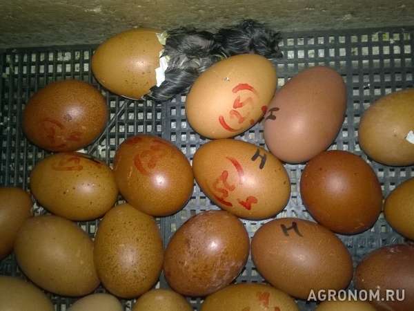 Цыплята яйцо петухи