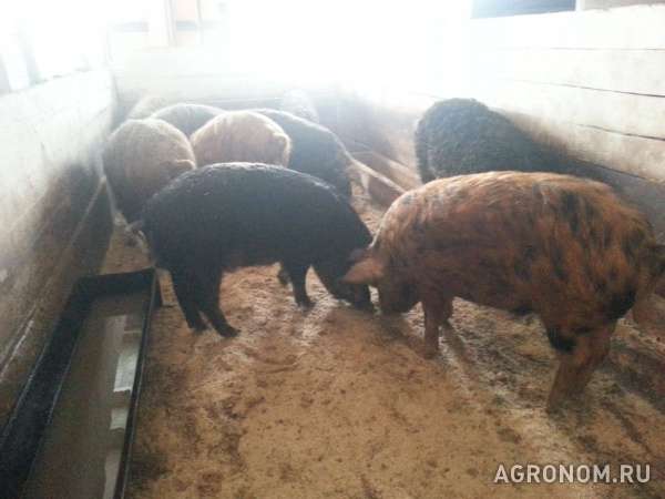 Свиньи живым весом породы мангалица