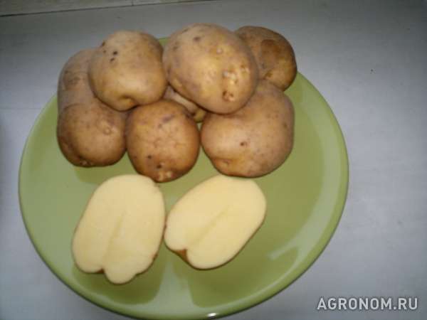 Картофель оптом от кфх бесплатная доставка. без предоплаты