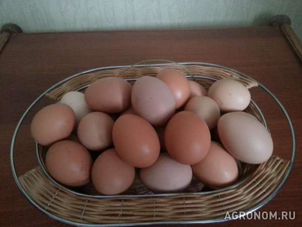 Яйца домашние куриные и перепелиные