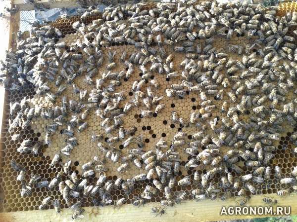 Продаю зимовалых пчёл со своей пасеки-цена договорная виталий николае