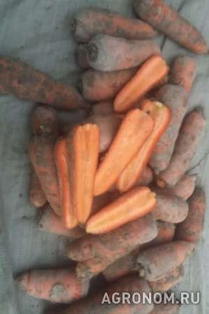 Реализуем оптом: лук репчатый,капуста б/к,морковь
