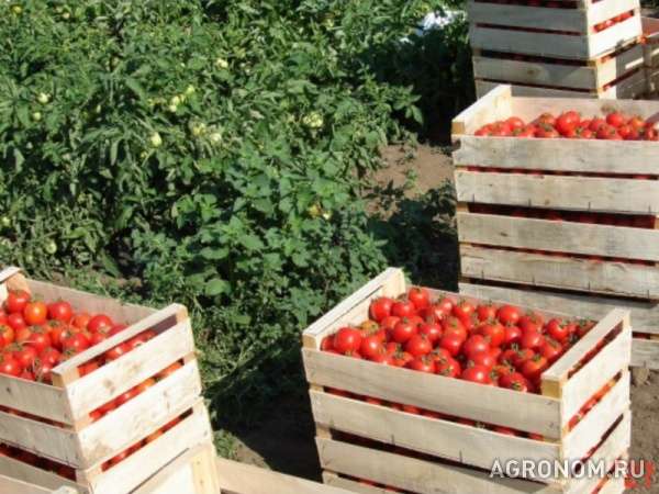 Ящики шпоновые для фруктов и овощей в крыму от производителя