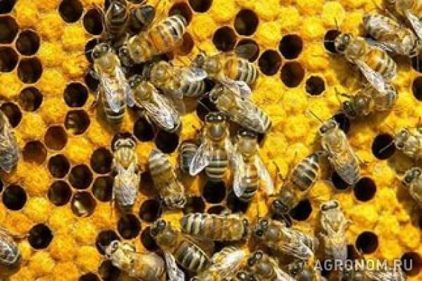 Куплю пчёл (желательно рои)