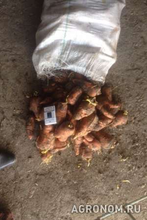 Продам морковь абака в пропеллированных мешках