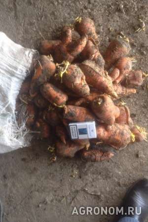 Продам морковь абака в пропеллированных мешках