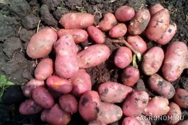 Картофель ред скарлет, свежий урожай 2016 года.