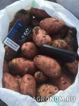 Картофель ред скарлет, свежий урожай 2016 года.