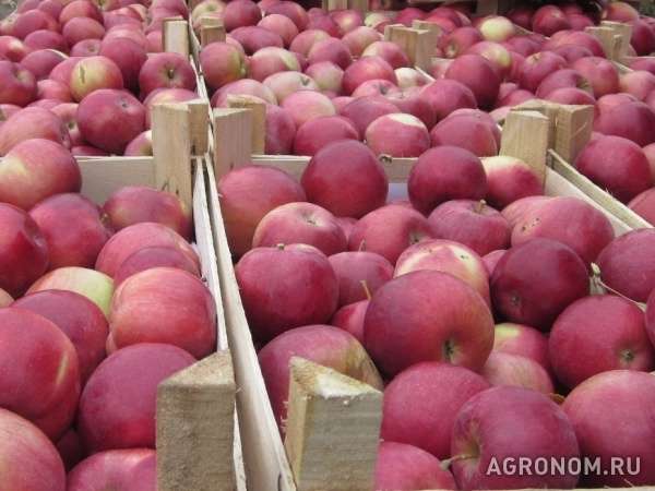 Яблоки оптом напрямую от производителя от 52 руб./кг.