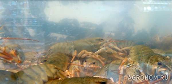 Бассейны для разведения рыбы и раков