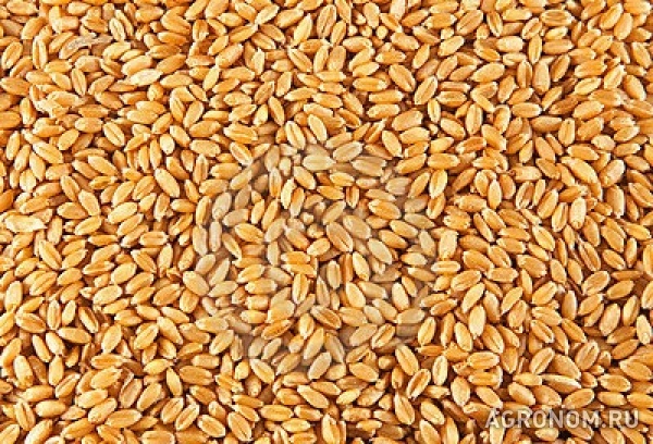 Пшеница, ячмень, кукуруза, горох, нут, чечевица продаем f