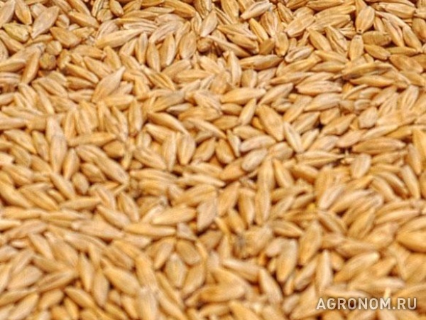 Пшеница, ячмень, кукуруза, горох, нут, чечевица продаем f