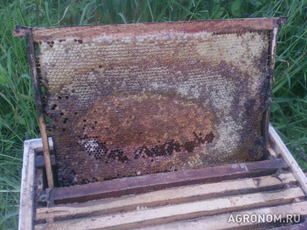 Натуральный пчелиный мед (пасека в тверской области)