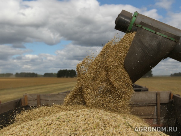 Зерно: пшеница ячмень овёс лён отруби семена подсолнечника