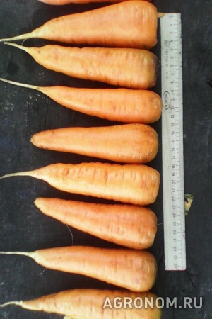 Морковь, свекла оптом урожай 2016