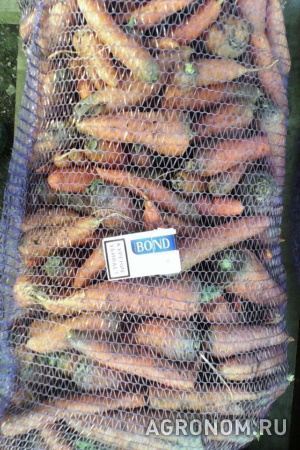 Морковь, свекла оптом урожай 2016