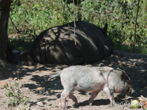 Свиньи поросята вьетнамские вислобрюхие травоядные