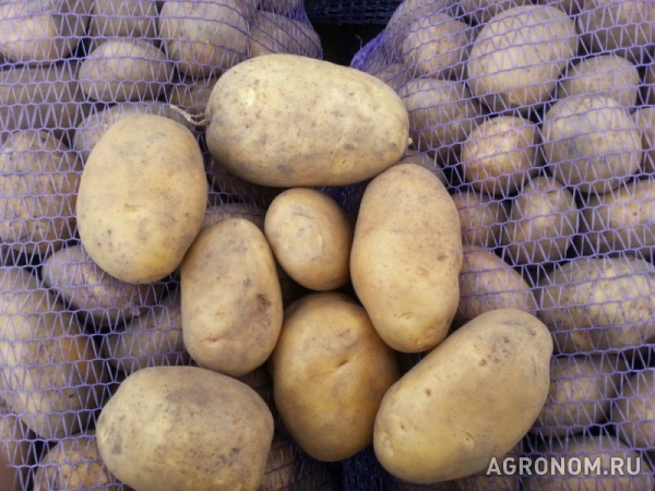 Продаём продовольственный картофель от производителя, сорт улодар