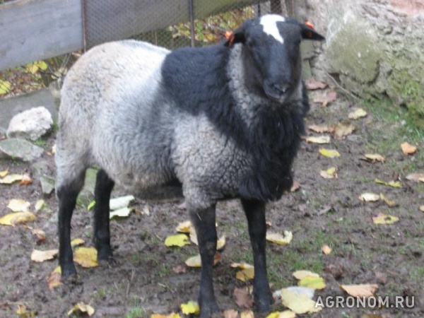 Продам овец романовской породы