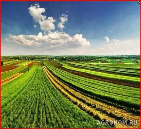 Продам земли сельхоз назначения 8000 га.3750р. 1га.