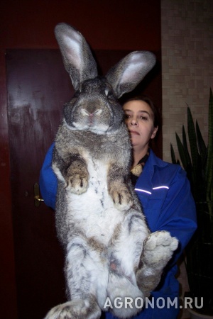 Продаю кроликов породы бельгийский великан: фландр, обр, ризен.