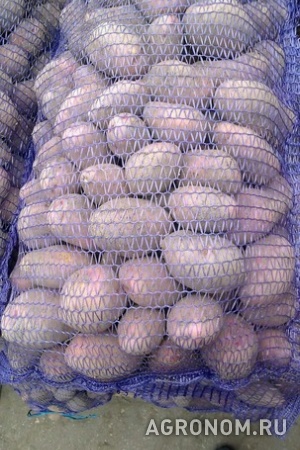 Картофель оптом от 5,5 рублей с доставкой